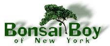 Bonsai Boy COUPON